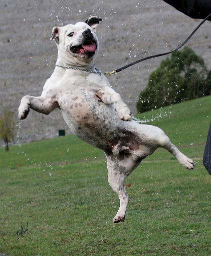 Staffordshire Bull Terrier 9Y773D-333.JPG